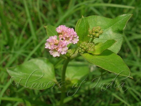 Boerhavia Diffusa - Alchetron, The Free Social Encyclopedia